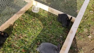 Baby Bunnies Playing