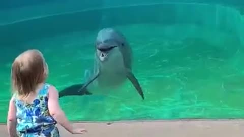 The beautiful scene of the meeting between the dolphin and the child