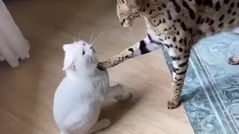 Cats / cute fight