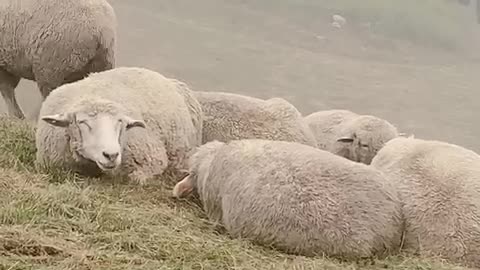 Sheep is chewing something with funny face