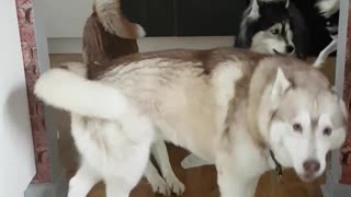 Huskies aúllan de arrepentimiento al ser atrapados destruyendo toallas de cocina