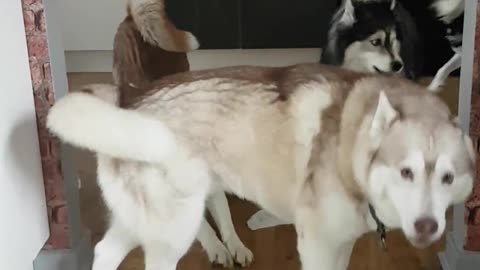 Huskies aúllan de arrepentimiento al ser atrapados destruyendo toallas de cocina