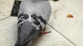 Grey pigeon eating food from ground