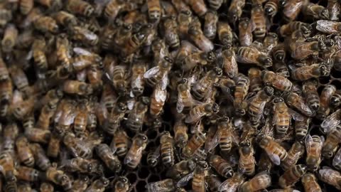 Queen bee macro in honey bee hive