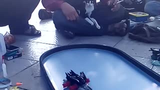 Cat Plays with Toy Cars