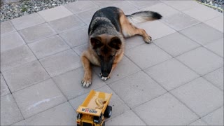 German Shepherd Puppy Dog Chicken Wing Deliver by RC Dump Truck