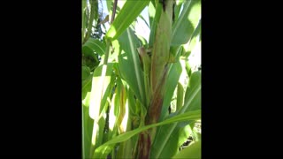 Most Distinctive Seneca Red Stalker Corn Stalk Recording September 2021
