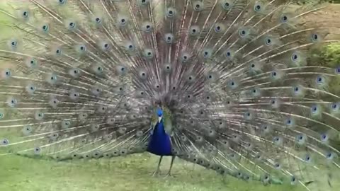 Indian peacocks dance and sound
