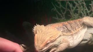 Bearded dragon trying to lick finger