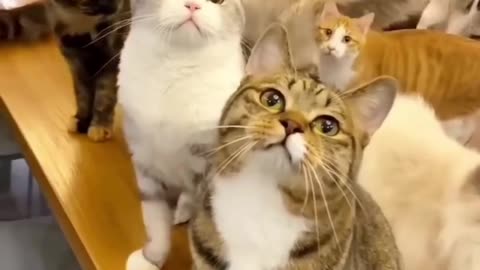 Group of cat dancing with your friends.😺🐶😀