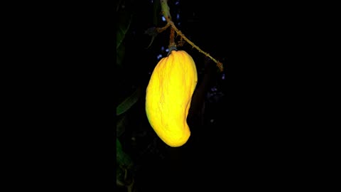 Mangoes Garden / beautiful fruites