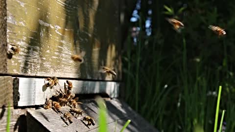 Bees ,Bees video,Animal video,Animal Bees