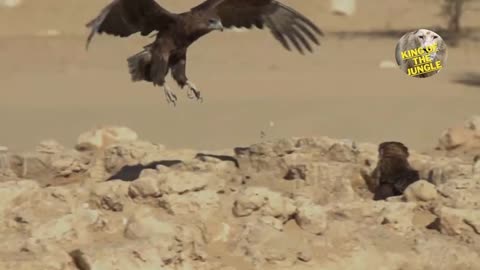 Nature's Precision: Eagles Stalking Prey