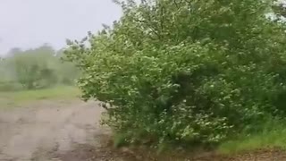 trees in the rain