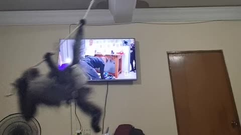 Pet Monkey Swings Around Room