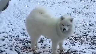 Dogs First Time Seeing Snow