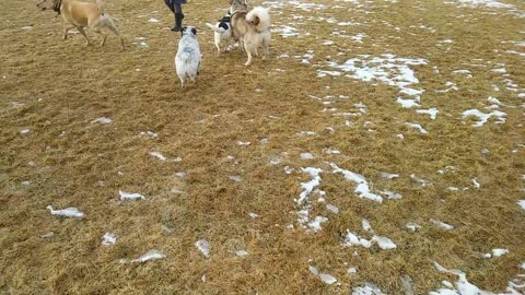 Dogs happy to see each other.