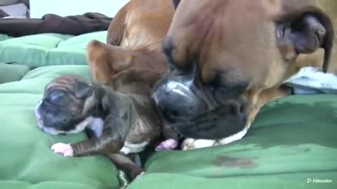 Dog Has Amazing Birth 2021