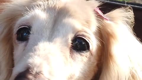 #Cute_video of Dog | #funny_video of dog | #ambient_musics