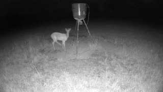 You would think these deer would be more worried about the coyotes around!.!.!.