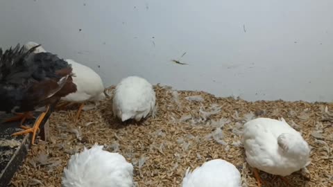 Newly hatched red-crowned crane