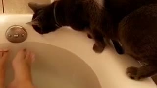Cat is curious about bath tub gets pushed away by bathing owners foot