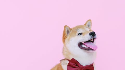 Cute Dog With a Bow Tie