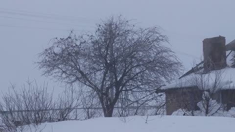 many sparrows on the tree in winter