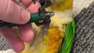 Parrot steals pen and rolls over