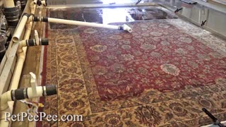 Oriental rug cleaning machine The XpetPee