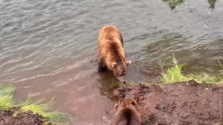 "Bears LOVE Clams! 🐻 Watch Bears Sniff Out & Dig Up Clams for a Delicious Beachside Breakfast!