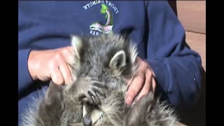 Embarrassed Raccoon Tries To Hide Shameful Gaze
