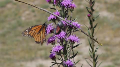 The Life of a Monarch Butterfly