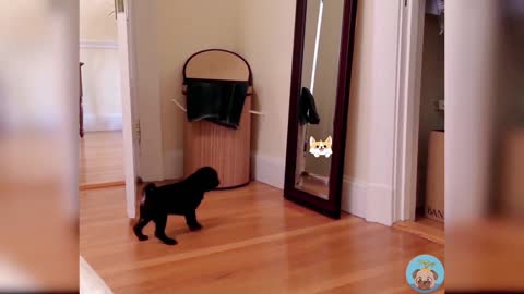 The funny moment when the puppy looks in the mirror is really cute