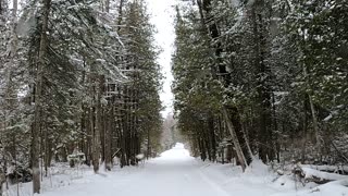 A Snowy Winters Drive Through The Woods