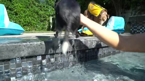 Teaching My Dogs How To Swim With Some Steps.