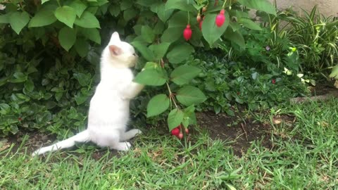 funny Cats playing With babies