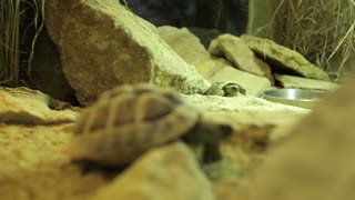 Small Pair Of Tortoise Exploring Cave