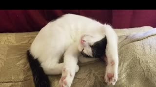 Video pictures of my cat Oreo