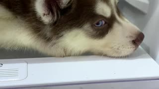 Siberian Husky Pup Wants to Nap on Fridge Shelf