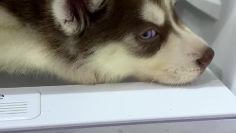 Siberian Husky Pup Wants to Nap on Fridge Shelf