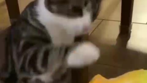 funny cats_2