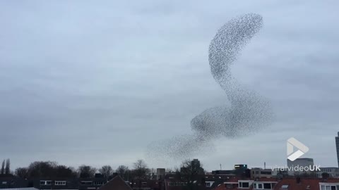 Starlings dancing are mesmerising