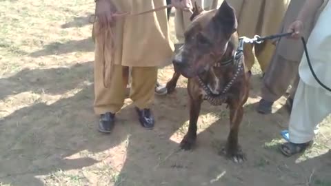 A Very big Bull Dog kept with strong Rope