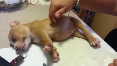 Deep sleeper dog unfazed by playful pokes