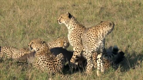 cheetah hunting wildebeest.wild life documentary