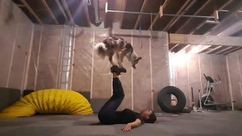 Border Collie joins owner for daily workout routine