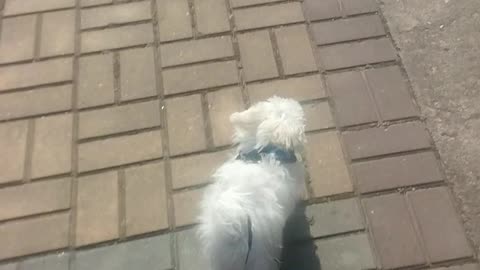 Baby dog Maltese's first walk and run.