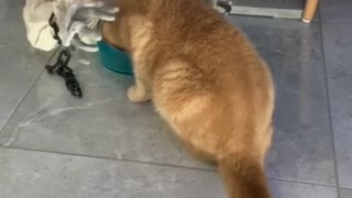 Cat Is Not Afraid Of A Halloween Creature And Continues To Eat Carelessly