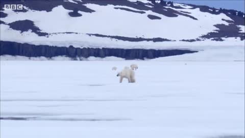 Film Crew Surrounded by 13 Wild Polar Bears | BBC Earth